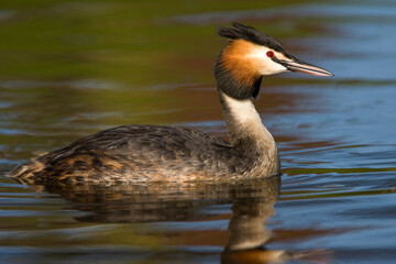 Fuut, Great Crested Grebe, Podiceps cristatus