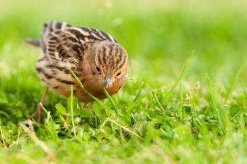 Roodkeelpieper, Red-throated Pipit, Anthus cervinus