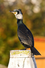 Aalscholver, Great Cormorant, Phalacrocorax carbo