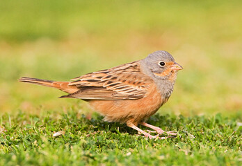 Bruinkeelortolaan, Cretzschmar\'s Bunting, Emberiza caesia