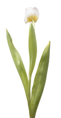 Wwhite tulips isolated on transparent background.