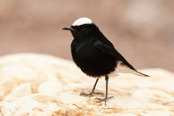 Witkruintapuit, White-crowned Wheatear, Oenanthe leucopyga