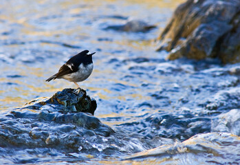 Kleine Vorkstaart, Little Forktail, Enicurus scouleri