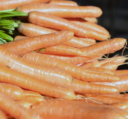 Nahaufnahme auf eine Vielzahl frischer und leckerer Karotten und Möhren mit selektiver Schärfe...