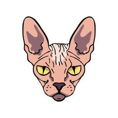 Sphynx cat portrait. Hand drawn vector illustration.