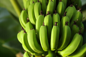 Unripe bananas growing on tree outdoors, low angle view. Space for text
