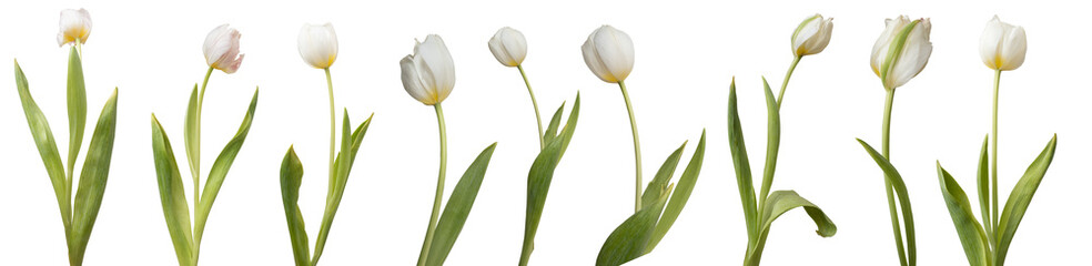 Collection of white tulips isolated on transparent background. - Powered by Adobe