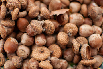acorns are a solid background with blurred edges