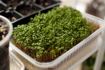 micro-green cross-salad sprouts in a plastic container with a blurred background
