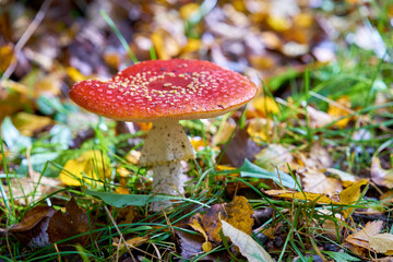 Red Amanita Muscaria Mushroom on a Lawn. A red Amanita Muscaria mushroom growing in the grass.

