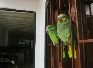 Oranjevleugelamazone, Orange-winged Amazon, Amazona amazonica