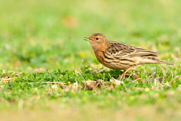 Roodkeelpieper, Red-throated Pipit, Anthus cervinus