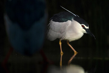 Kwak, Black-crowned Night Heron, Nycticorax nycticorax