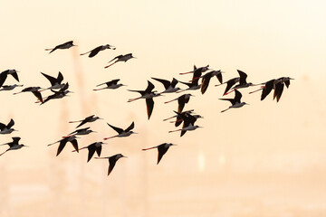 Steltkluut, Black-winged Stilt, Himantopus himantopus