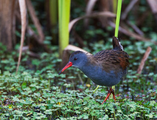 Bogotáwaterral, Bogota Rail, Rallus semiplumbeus