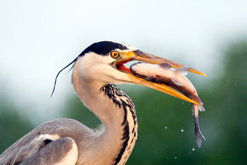 Blauwe Reiger, Grey Heron, Ardea cinerea
