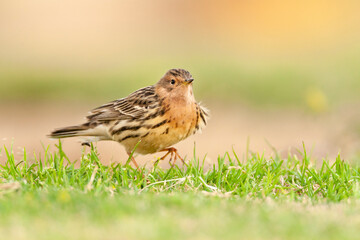 Fototapeta premium Roodkeelpieper, Red-throated Pipit, Anthus cervinus