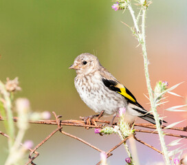 European Goldfinch, Carduelis carduelis