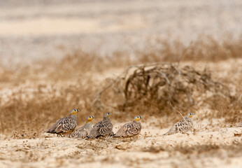 Kroonzandhoen, Crowned Sandgrouse, Pterocles coronatus