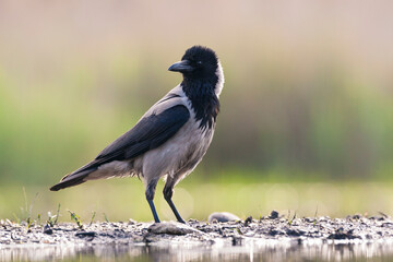 Bonte Kraai, Hooded Crow, Corvus cornix