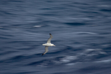 Snowy (Wandering) albatross, Grote Albatros, Diomedea (exulans) exulans