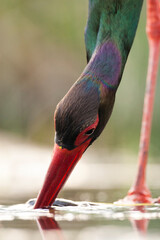 Zwarte Ooievaar, Black Stork, Ciconia nigra