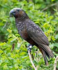 Kaka, Nestor meridionalis septentrionalis