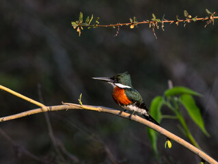 Green Kingfisher on tree branch in Pantanal, Brazil