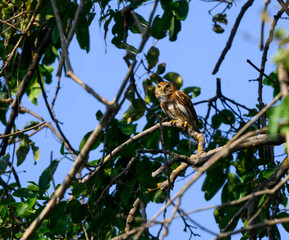 Ferruginous Pygmy-Owl sitting on tree branch against blue sky