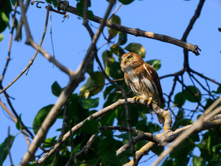 Ferruginous Pygmy-Owl sitting on tree branch against blue sky