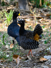 Male and Female Bare-faced Curassow closeup portrait
