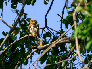 Ferruginous Pygmy-Owl sitting on tree branch against blue sky