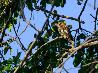 Ferruginous Pygmy-Owl sitting on tree branch against blue sky