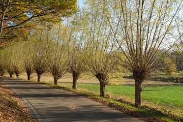 Blick auf einen idyllischen Radweg und Straße zwischen Wäldern und Feldern an einer Alle von Weiden im Spätsommer oder Herbst bei Sonnenschein