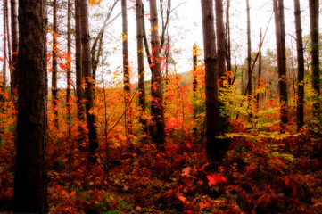 Colorful leaves in the woods