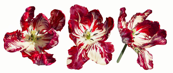 Three hybrid white-red tulips isolated on a white background.