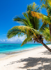 Tropical white sand beach with coco palms and the turquoise sea on Caribbean island.