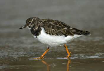 Ruddy Turnstone, Steenloper, Arenaria interpres