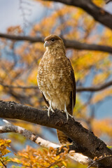 Chimango, Chimango Caracara, Milvago chimango