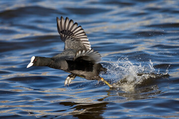 Eurasian Coot, Meerkoet, Fulica atra