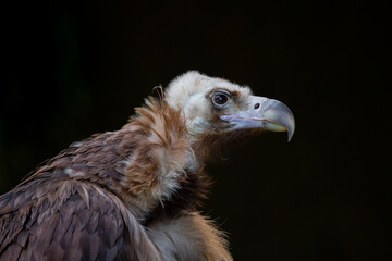 Portrait of a vulture