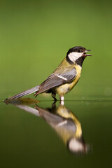 Koolmees, Great Tit, Parus major