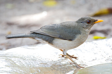 Pelioslijster, African Thrush, Turdus pelios