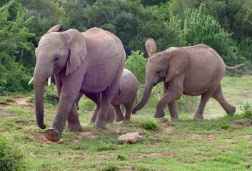 Fototapeta premium Addo Parc South Afrika Elefant Big Smal, elefant, tier, safari, säugetier, wild lebende tiere, natur, big, wild, baby, elfenbein, afrikanische elefanten, addo, park