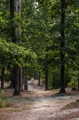 Mixed forest and path in the thicket in the summer in a suburb of a big city.