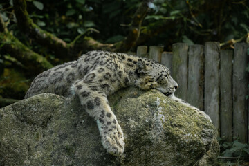 Naklejka na ściany i meble Leopard on the rock