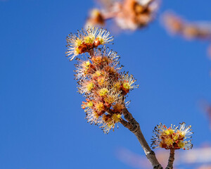 yellow blossoms  against blue sky