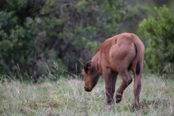 Photo sur Plexiglas Parc national du Cap Le Grand, Australie occidentale Buffalo in the wild