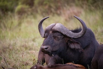 Buffalo in the wild