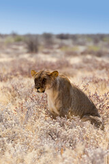 View of a female lion